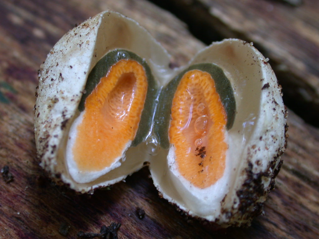 1� ritrovamento di Mutinus caninus